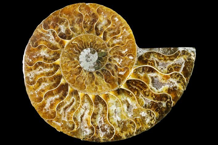 Cut & Polished Ammonite Fossil (Half) - Agate Replaced #146196